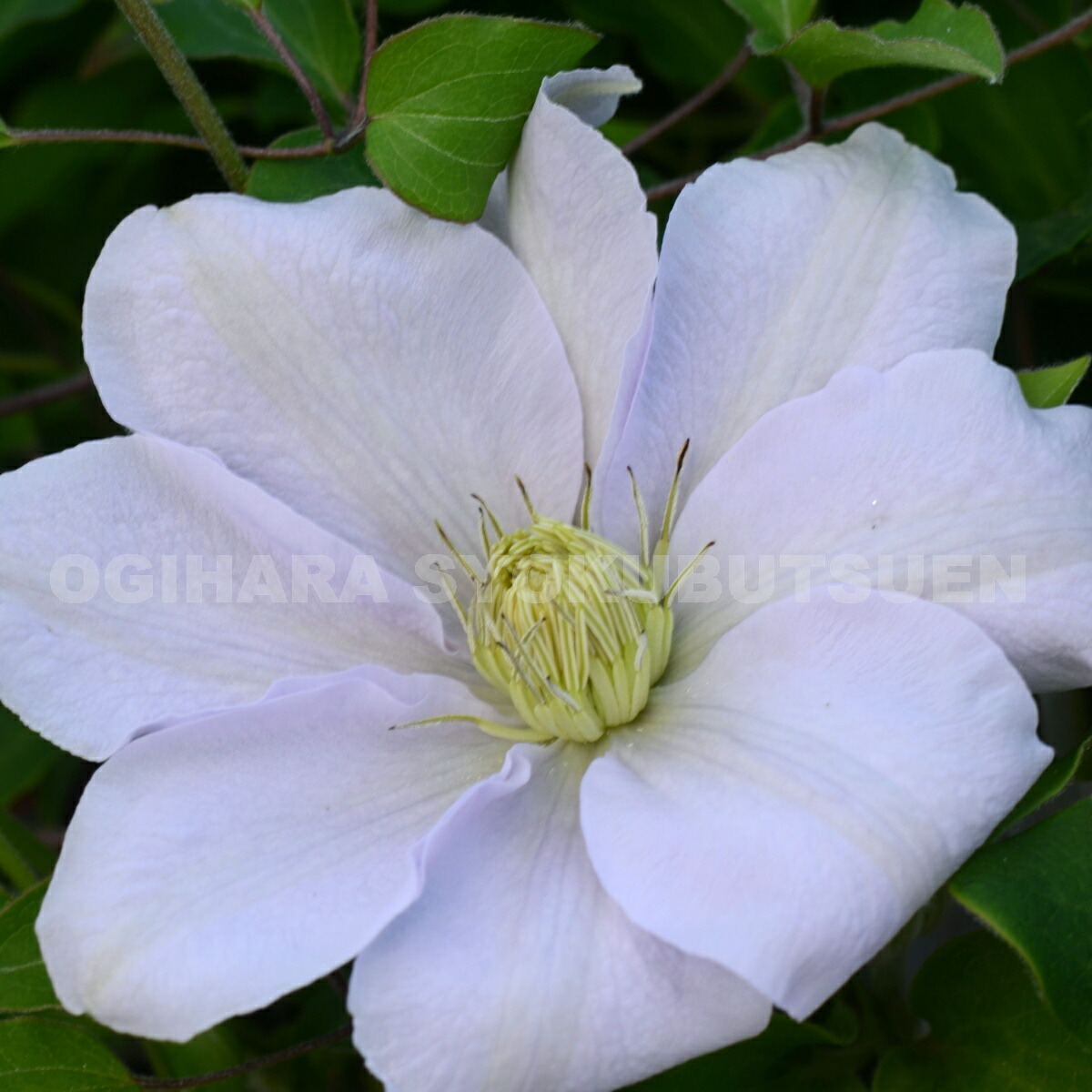 楽天市場】クレマチス 'チェルシー' 2年苗 : おぎはら植物園