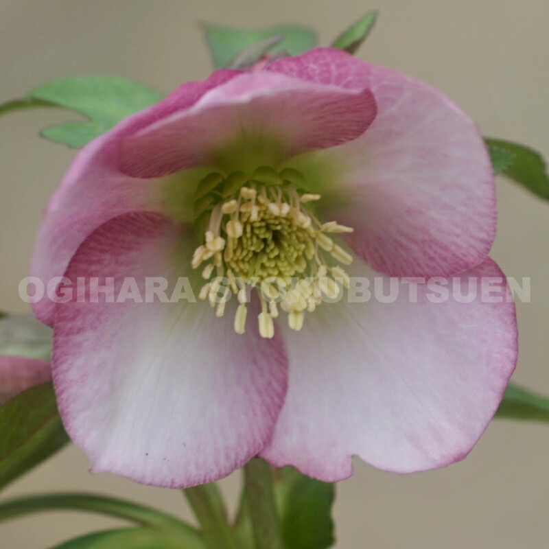 楽天市場】クリスマスローズ ピンク系（シングル）大苗 : おぎはら植物園