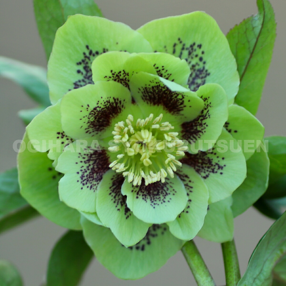 楽天市場】クリスマスローズ グリーン スポット ダブル 大苗 : お