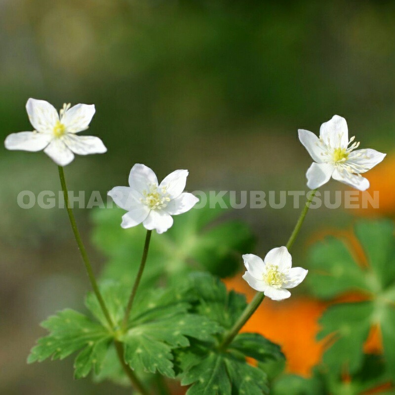 楽天市場】二輪草（ニリンソウ）【新苗】 : おぎはら植物園