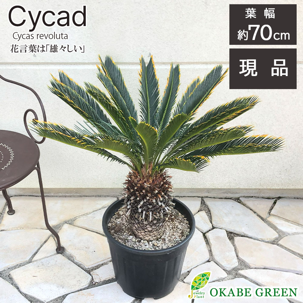 楽天市場】【店内全品2個同時購入10％OFFクーポン配布中】 観葉植物