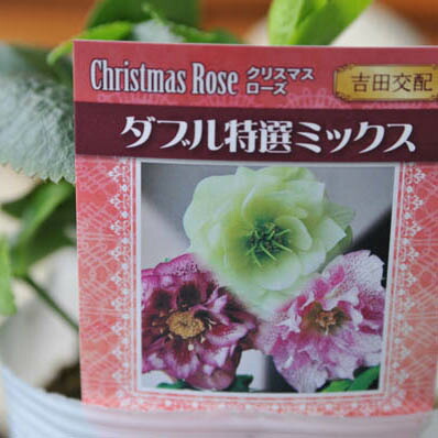 楽天市場】吉田交配 クリスマスローズ゛ ダブル特選ミックス大株苗