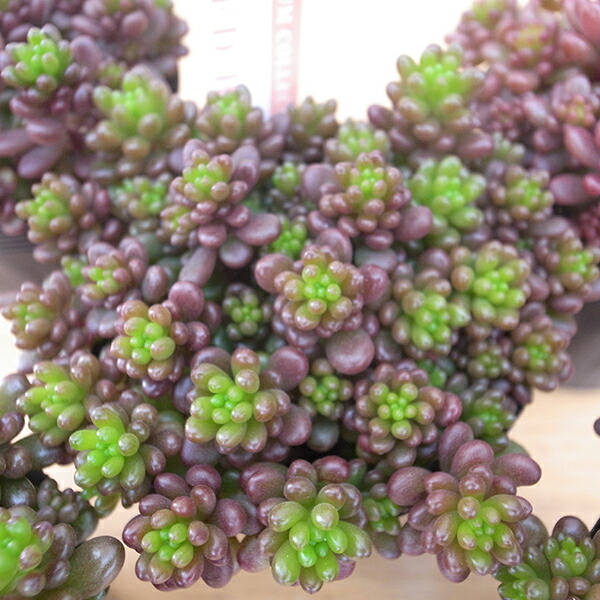 楽天市場】多肉植物 セダム レッドベリー 2.5号サイズ 5株セット 苗