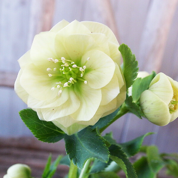 楽天市場】クリスマスローズ ダブル 開花株 カップ咲きイエロー