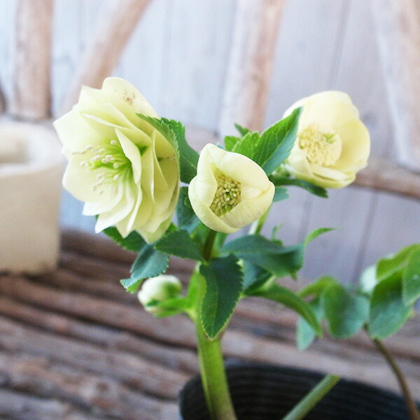 楽天市場】クリスマスローズ ダブル 開花株 カップ咲きイエロー