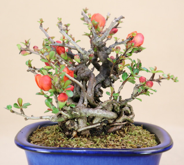 楽天市場】長寿梅 根上り（赤花） 小品盆栽 【雑木盆栽】いよじ園
