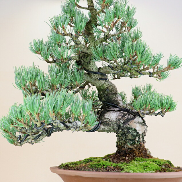 楽天市場】【松盆栽】 五葉松 - 宮島 - 中型サイズ盆栽 （いよじ園