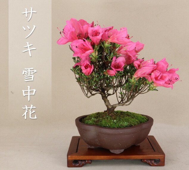 楽天市場】さつき ミニ盆栽の通販