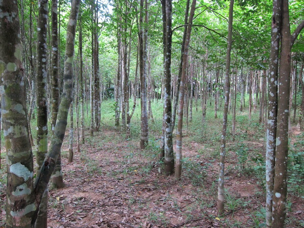 楽天市場】訳あり 沈香 ベトナム産 栽培沈香【中高ランク】100g