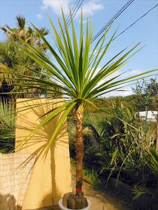 楽天市場】♪ニオイシュロラン≪ドラセナ≫リゾート庭木♪お任せ株