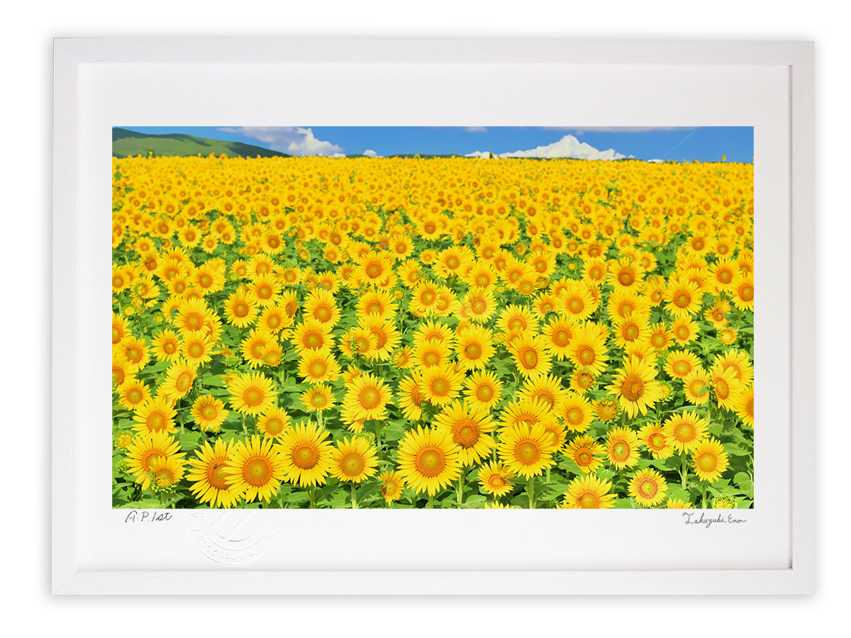 楽天市場】版画 絵画 ひまわり畑 アートフォト インテリア 額入り 額装