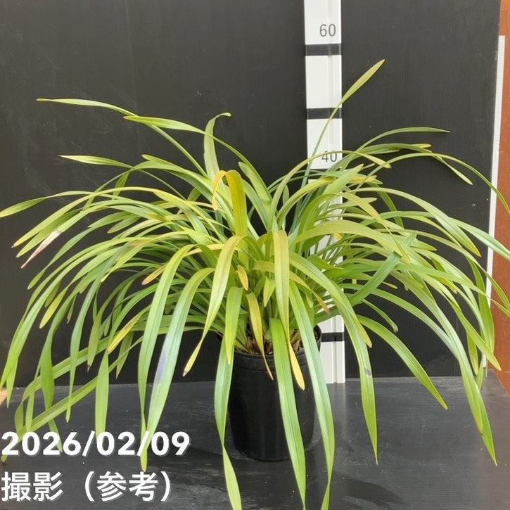 楽天市場】キンリョウヘン 花芽付きの通販