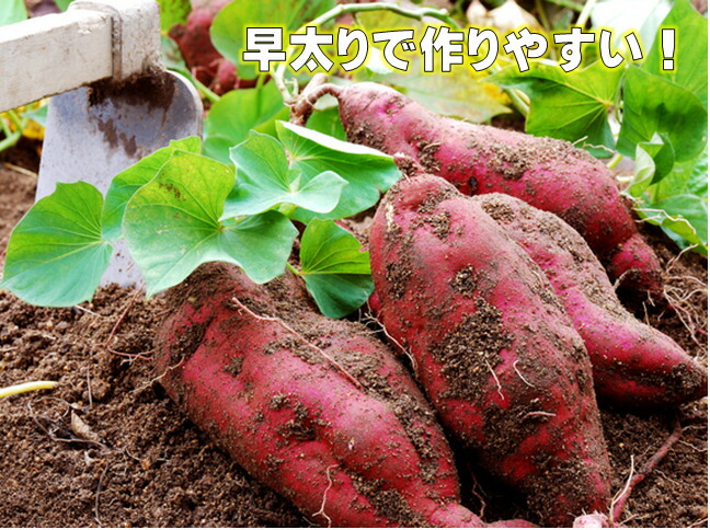 楽天市場】サツマイモ苗 紅あづま＆鳴門金時 苗50本（各25本）定番