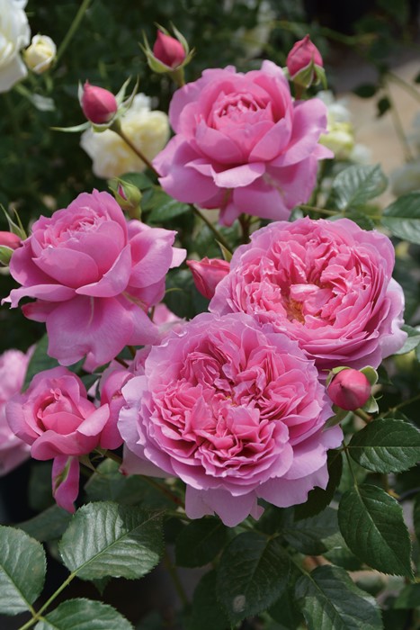 楽天市場】バラ苗【中苗】プリマヴィスタ 国産苗 6号鉢植え品［農林