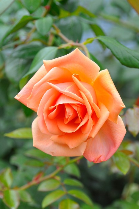 楽天市場】【冬季大苗】バラ苗 ロイヤルサンセット 国産苗 6号鉢植え品