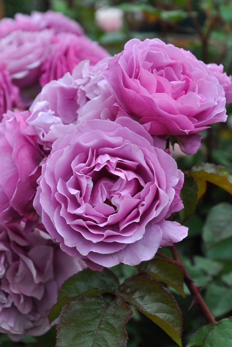 楽天市場】バラ苗【中苗】シュリンクス 国産苗 6号鉢植え品［農林水産