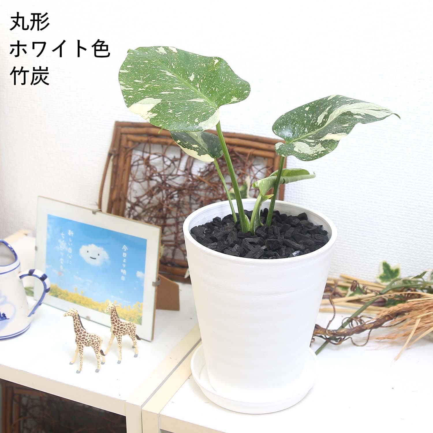観葉植物 モンステラ 斑入り」の人気商品一覧 | 安い商品を通販サイト