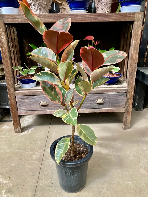 楽天市場】フィカス・ルビー 8号 観葉植物 ゴムの木 斑入り 販売 苗