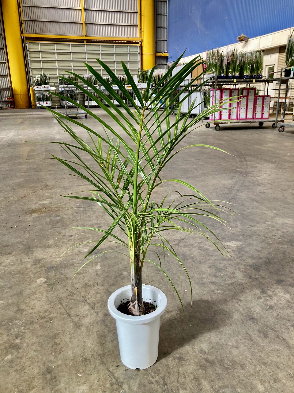 楽天市場】トックリヤシモドキ 8号 ボトルパーム 観葉植物 インテリア