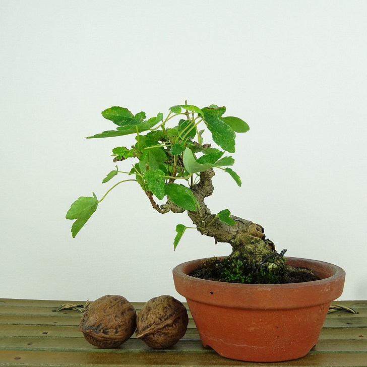 楽天市場】楓 盆栽の通販