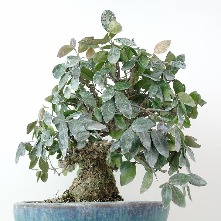 楽天市場】盆栽 定家葛 樹高 約21cm ていかかずら Trachelospermum