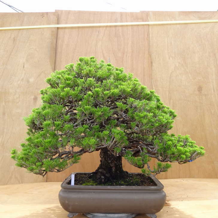 楽天市場】盆栽 松 黒松 万松宝 樹高 約57cm くろまつ Pinus