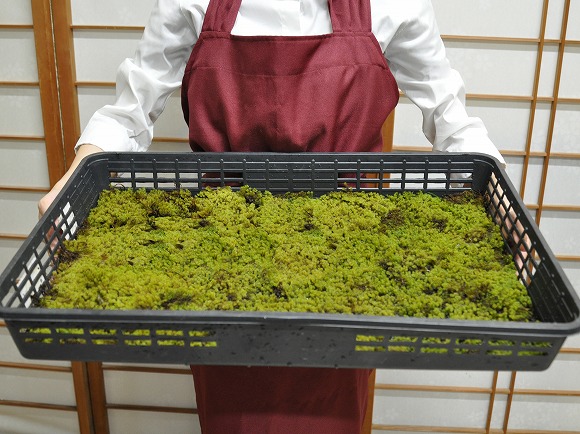楽天市場】苔 スナゴケ 大トレー 砂苔 すなごけ 苔玉 苔テラリウム 苔