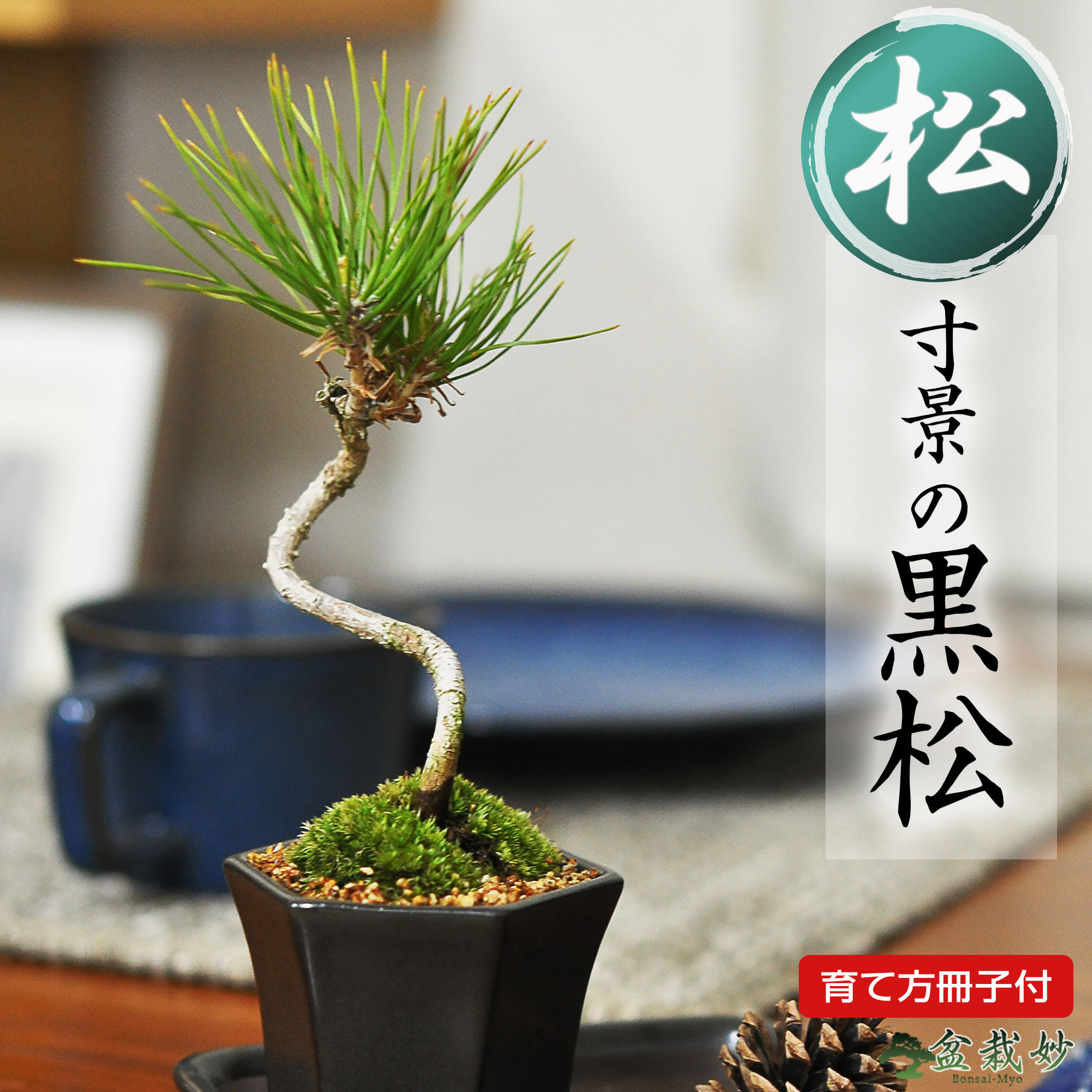 植木 盆栽 松盆栽」の人気商品一覧 | 安い商品を通販サイトから探す
