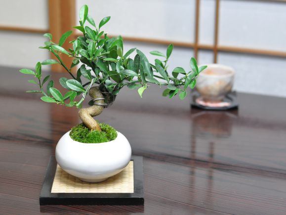 楽天市場】盆栽 キンズ 太幹 曲げ付き ミニ盆栽 きんず 金豆 初心者