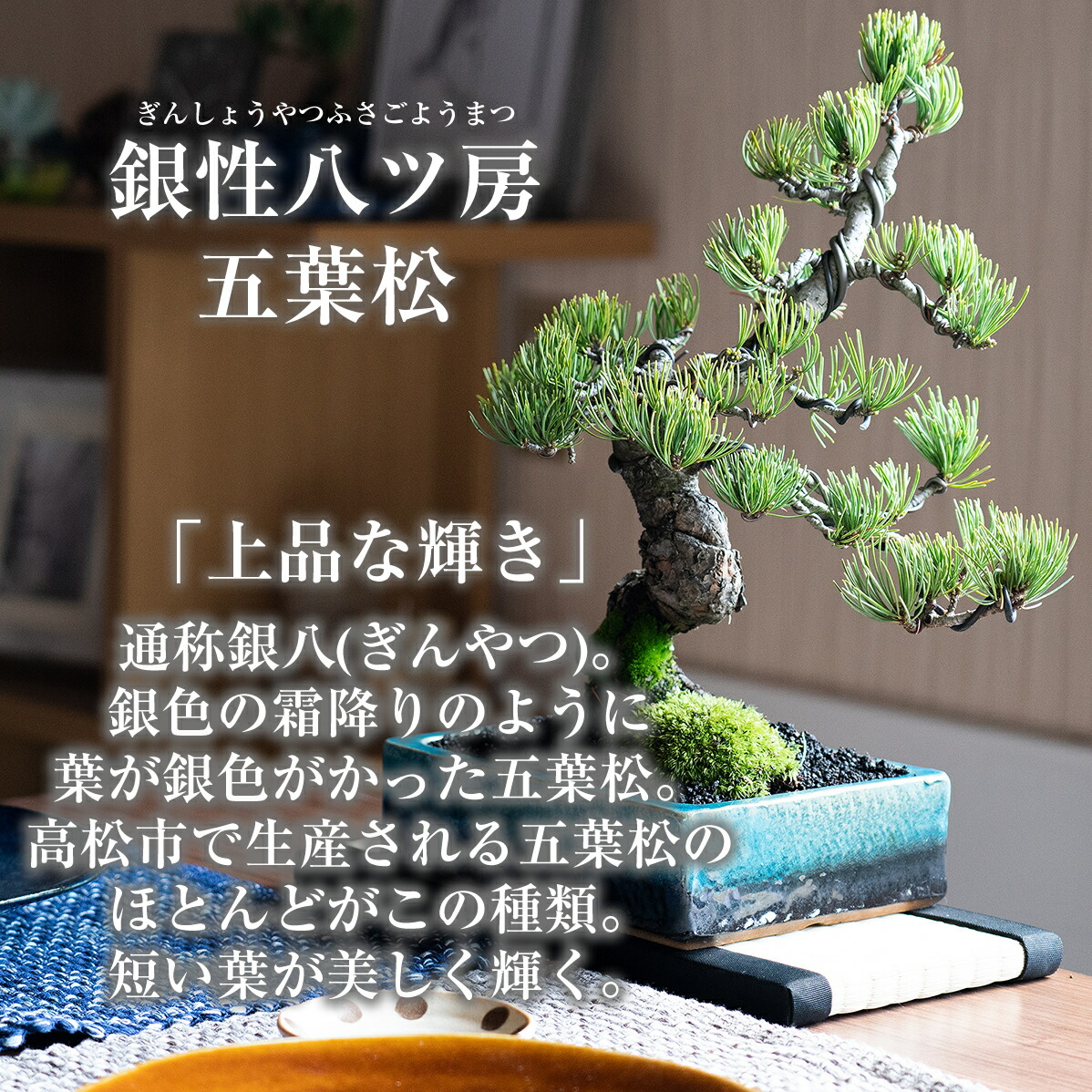 楽天市場】盆栽 松 五葉松 風格ある五葉松 小品盆栽 中品盆栽 初心者