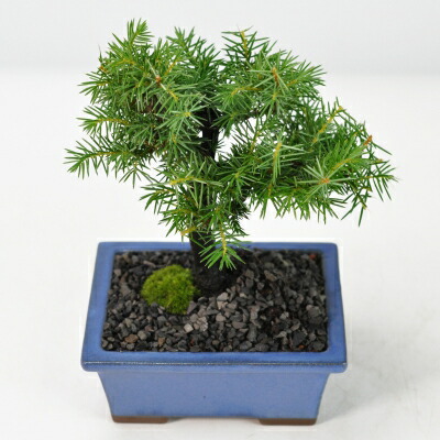 楽天市場】盆栽 ミニ杜松 ミニ盆栽 松柏 初心者 室内鑑賞 趣味 ぼん
