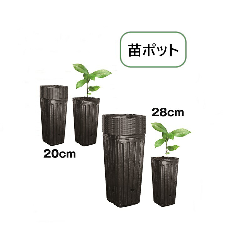 楽天市場】【送料無料】 苗ポット 育苗ポット 深型 ロングポット