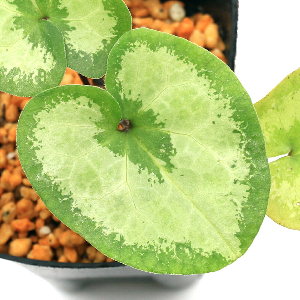 楽天市場】（山野草）カンアオイ（寒葵）品種系細辛 青玉錦 3号（1