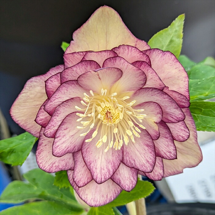 楽天市場】【現品】クリスマスローズ ダブル咲き ゴールドオーレア系