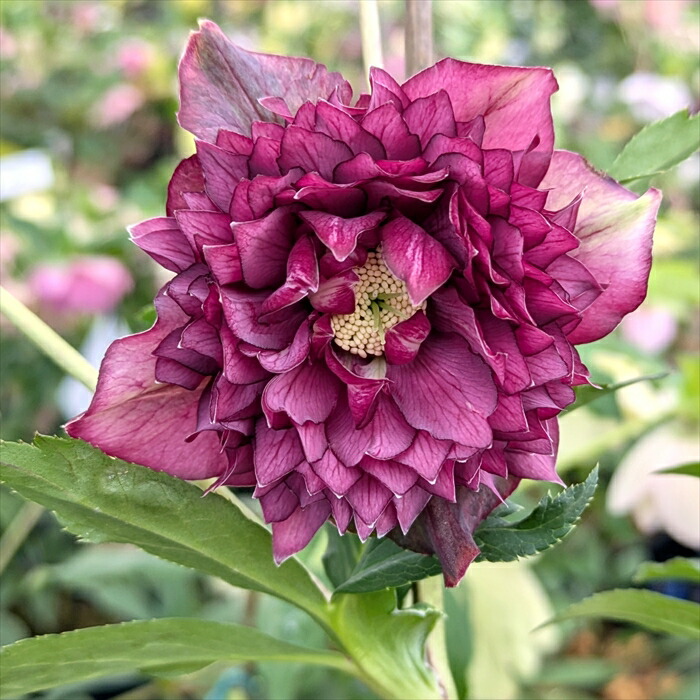 楽天市場】【現品】クリスマスローズ 超多弁ダブル咲き レッド