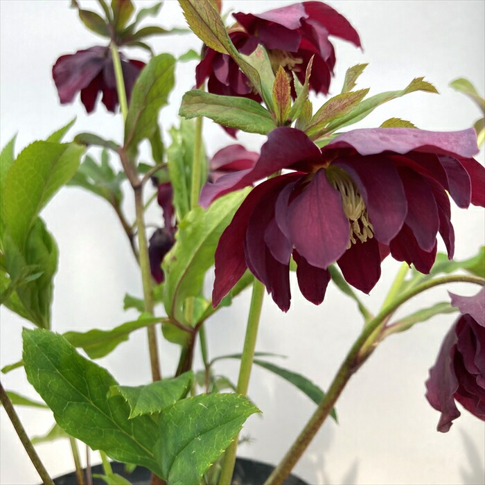 楽天市場】【現品】クリスマスローズ ダブル咲き パープル系 6号鉢植え