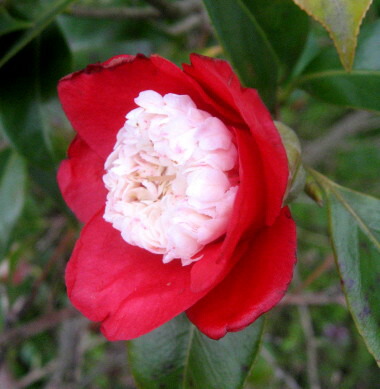 楽天市場】椿(ツバキ) 白芯卜伴(ハクシンボクハン) 4号ポット苗 : 千草園芸