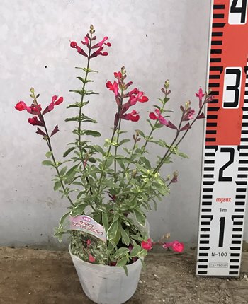 楽天市場】チェリーセージ苗 斑入りレッド「ミクロフィラ