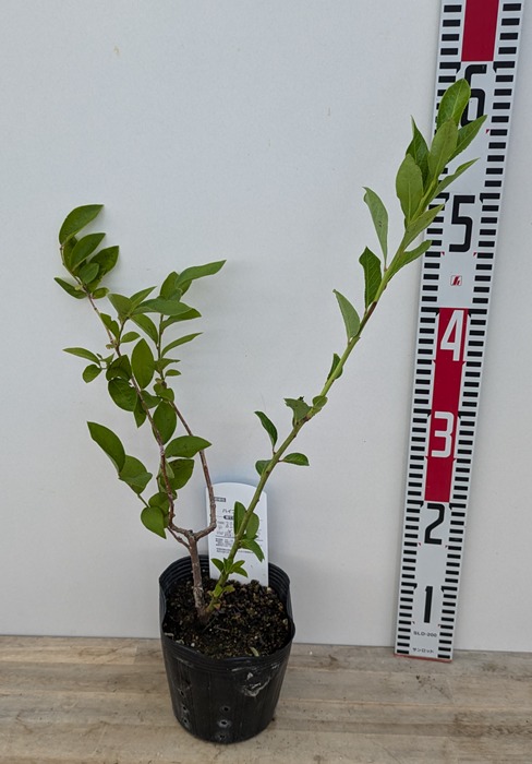 楽天市場】ブルーベリー チャンドラー 大実 苗木 5号【ノーザンハイ