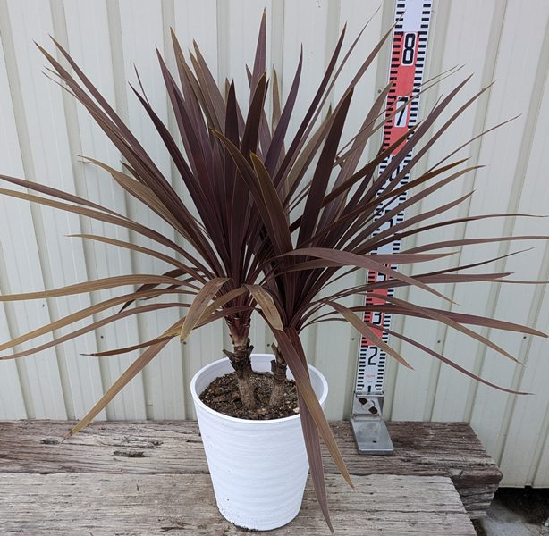 楽天市場】【現品発送】ドラセナ コルジリネ レッドスター 8号