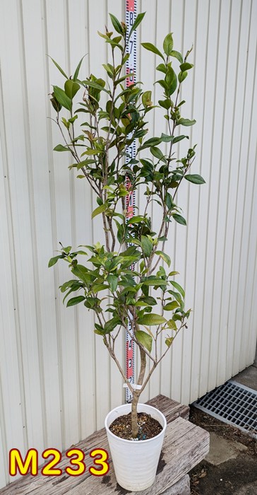 楽天市場】【選べる現品発送】椿（ツバキ）かぎろひ 苗木 8号