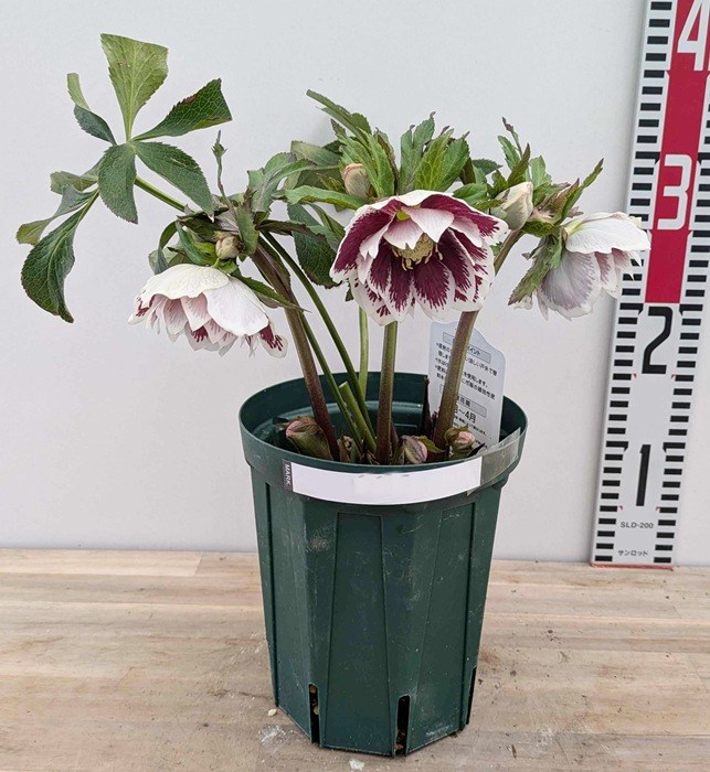 楽天市場】クリスマスローズ 開花見込み株 実生苗 ダブル咲き ホワイト