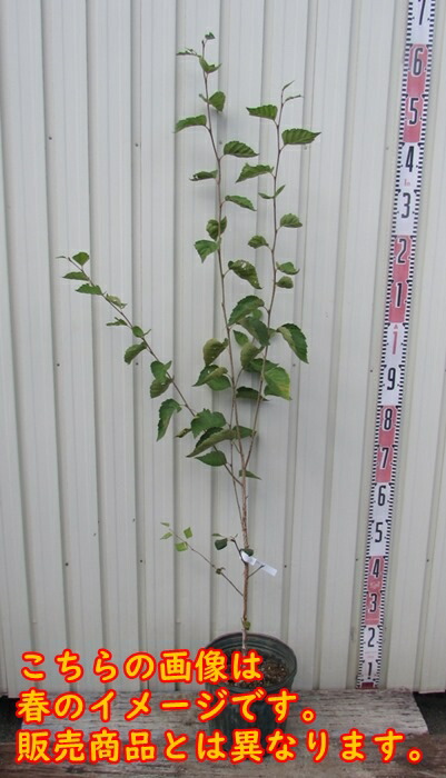 楽天市場】シラカバ(白樺) ジャクモンティー 苗木 樹高.1.2m～1.3m 7