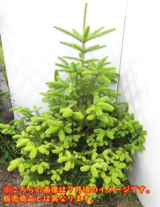 楽天市場】【現品】モミノキ(もみの木) 苗木 樹高1.2m K754【11月中旬