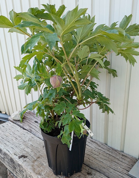 楽天市場】【現品】ボタン(牡丹) 苗木 金晃(キンコウ) 7号 A163【撮影