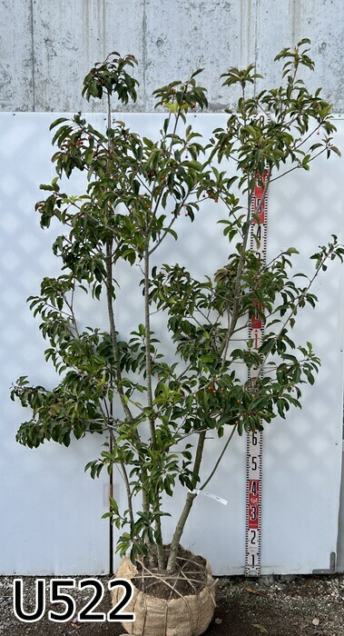 楽天市場】【選べる現品】ソヨゴ 株立ち 雌株(メス株) 樹高1.5m～【U