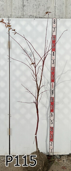 楽天市場】【現品】サンゴカクモミジ (珊瑚閣紅葉) 苗木 樹高1.5m