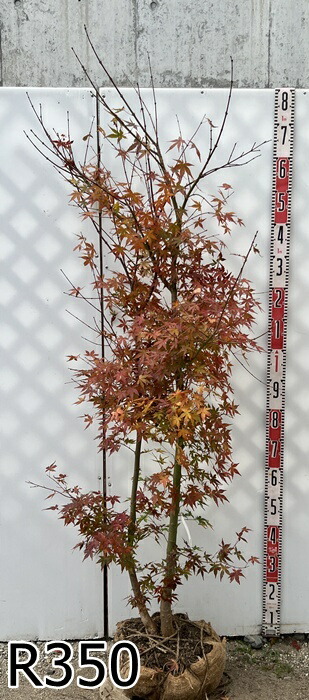 楽天市場】【選べる現品】イロハモミジ 苗木 株立ち 樹高約1.7m