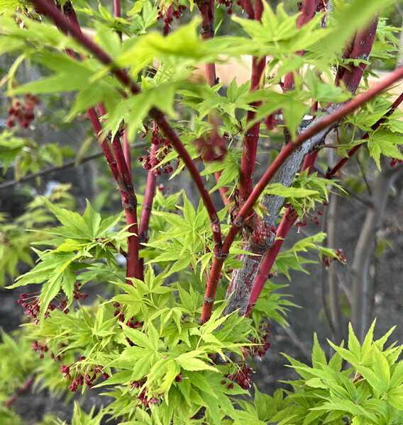 楽天市場】【現品】サンゴカクモミジ (珊瑚閣紅葉) 苗木 特大 樹高2.0m
