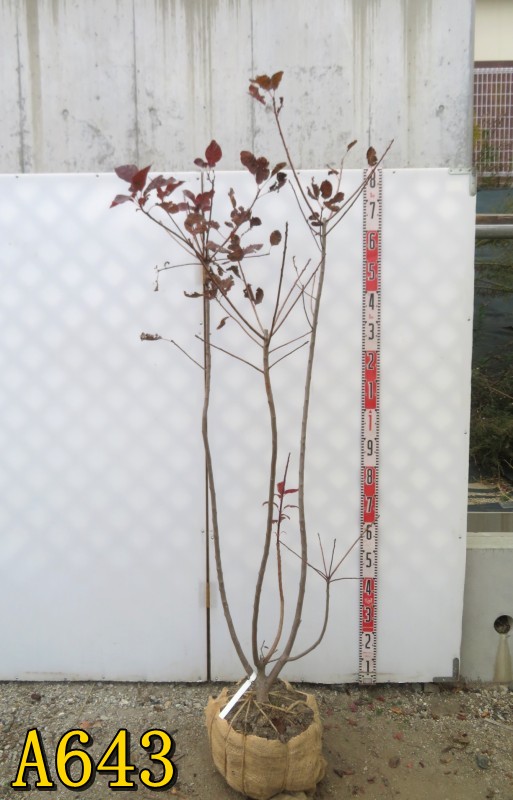 楽天市場】【選べる現品】スモークツリー グレース（グレイス）苗木 大